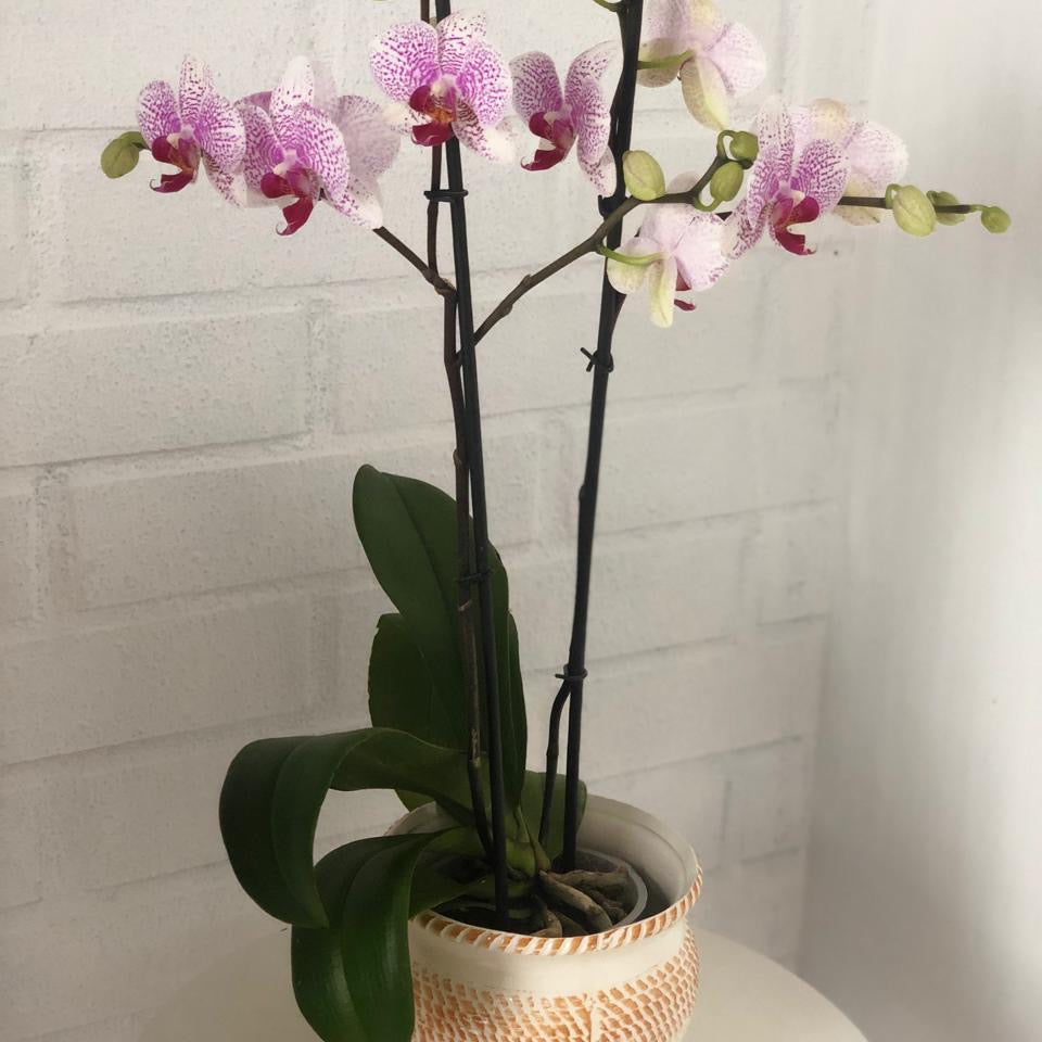 Orquídea Grande 2 Varas en Envase de Cerámica o Vidrio