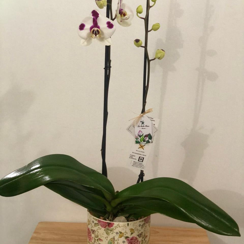 Orquídea Grande 2 Varas en Envase de Cerámica o Vidrio