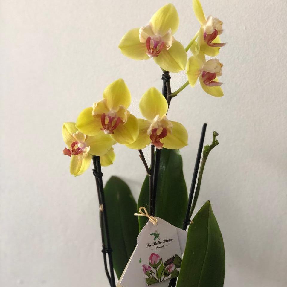 Orquídea Grande 2 Varas con Envase Plástico y Papel Decorativo