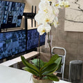 Orquídea Grande 1 Vara en Envase de Cerámica o Vidrio