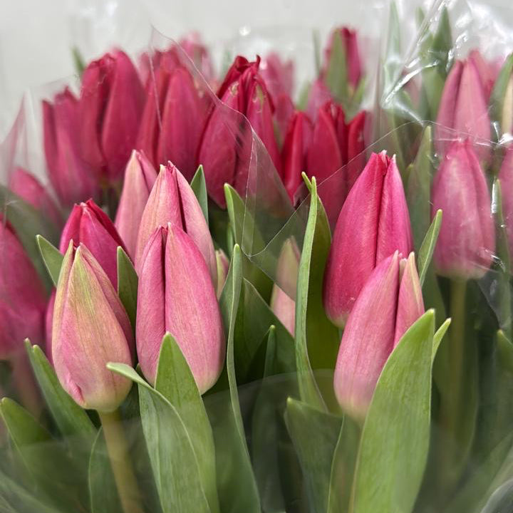 Bouquet de Tulipes