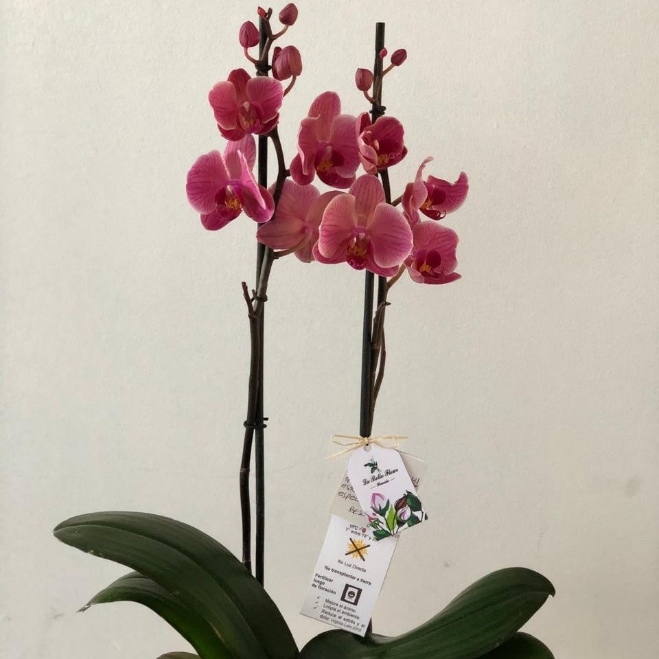 Orquídea Grande 2 Varas en Envase de Cerámica o Vidrio