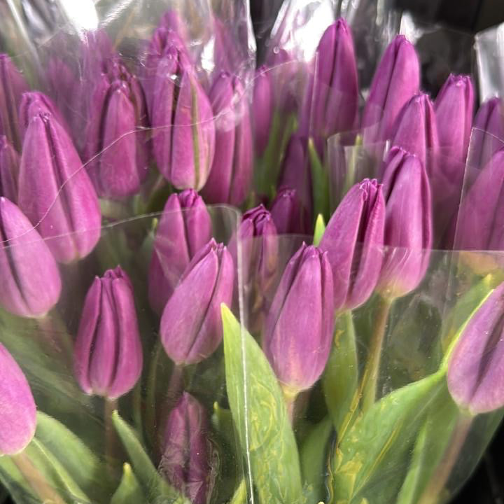 Bouquet de Tulipes