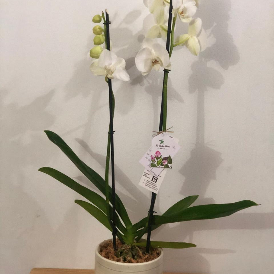 Orquídea Grande 2 Varas en Envase de Cerámica o Vidrio