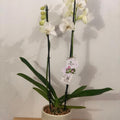 Orquídea Grande 2 Varas en Envase de Cerámica o Vidrio
