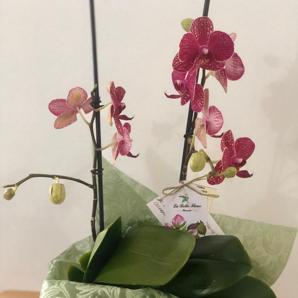Orquídea Grande 2 Varas con Envase Plástico y Papel Decorativo