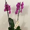 Orquídea Grande 2 Varas con Envase Plástico y Papel Decorativo