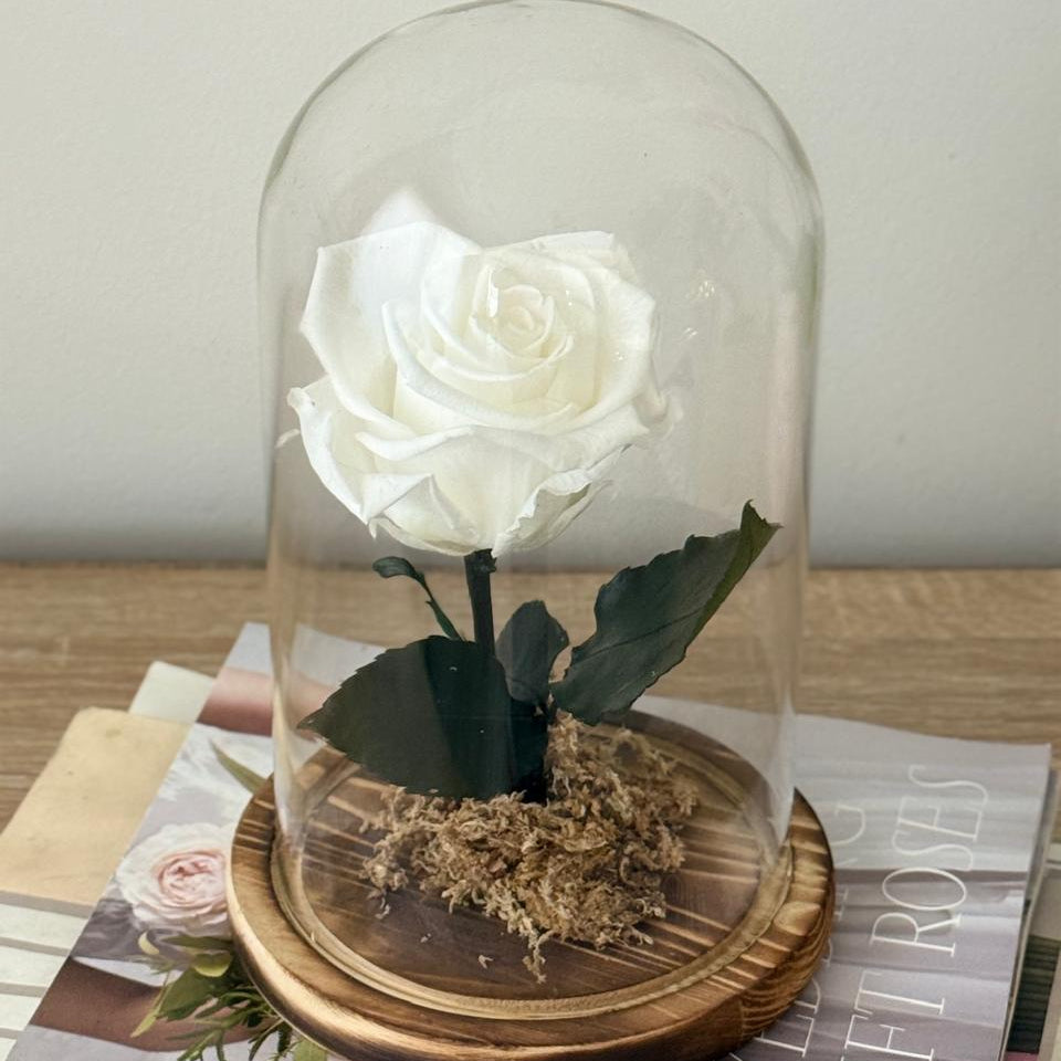 Rosas Preservadas