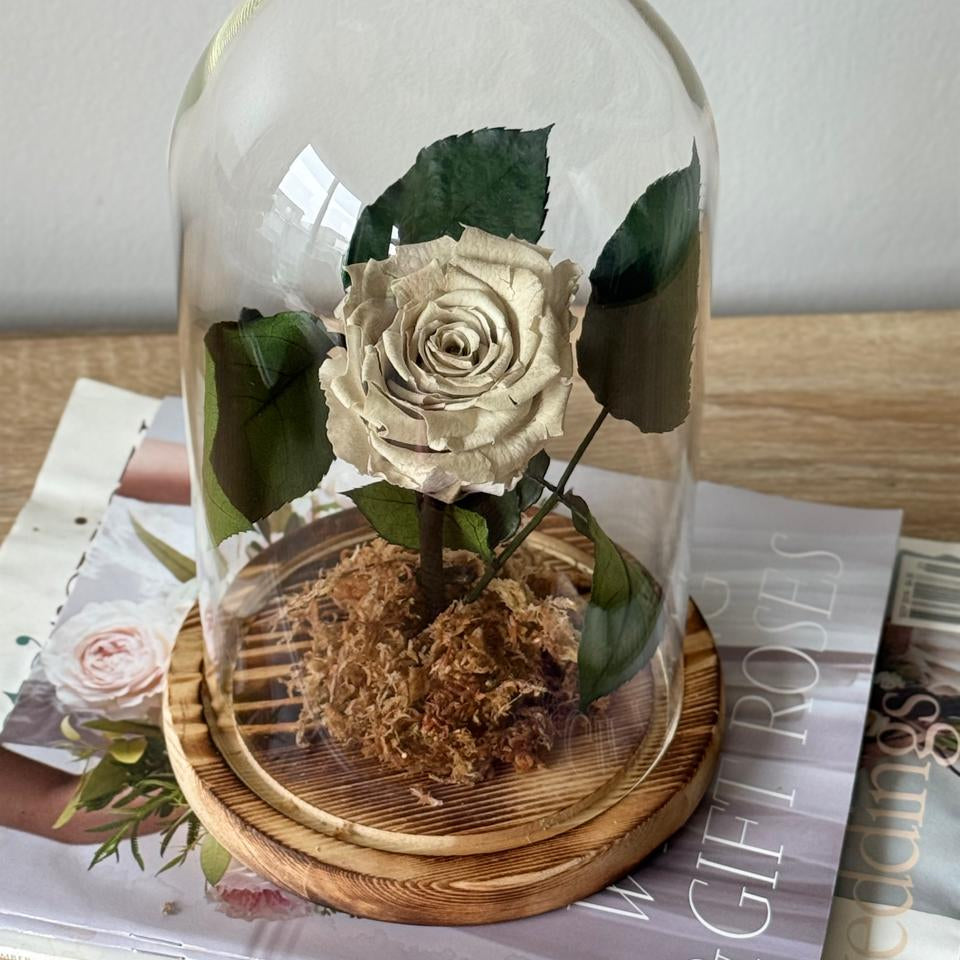 Rosas Preservadas