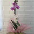 Orquídea Grande 1 Vara con Envase Plástico y Papel Decorativo