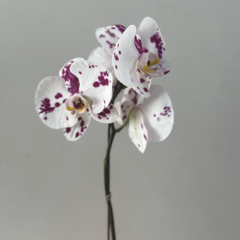Orquídea Grande 1 Vara con Envase Plástico y Papel Decorativo