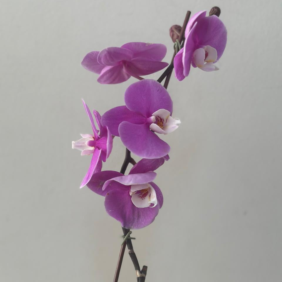 Orquídea Grande 1 Vara con Envase Plástico y Papel Decorativo