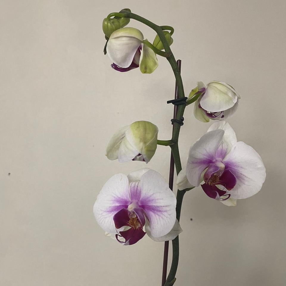 Orquídea Grande 1 Vara con Envase Plástico y Papel Decorativo