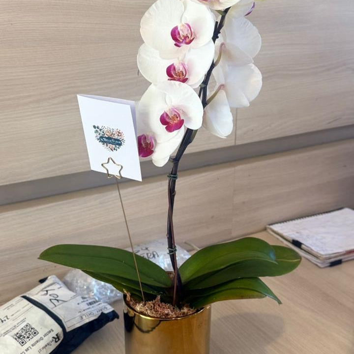 Orquídea Grande 1 Vara en Envase de Cerámica o Vidrio