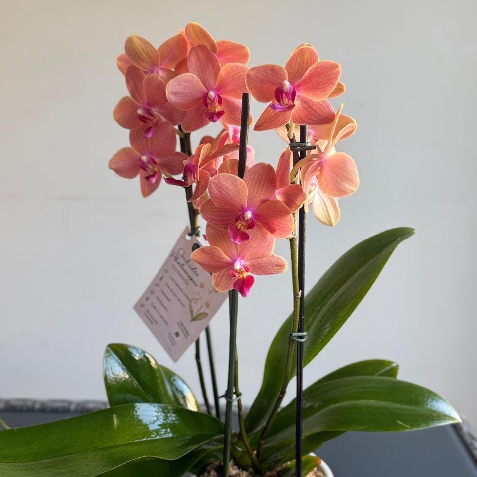 Orquídea Multiflora en Envase de Cerámica