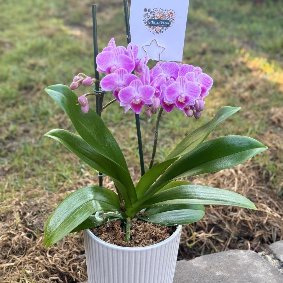 Orquídea Multiflora en Envase de Cerámica